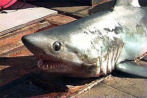 Porbeagle head