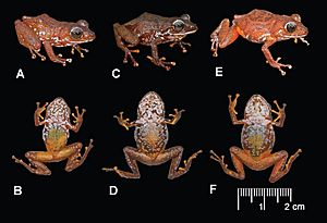 Pristimantis jamescameroni colour pattern variation