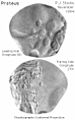 Proteus map (Stooke)