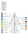 Skin Microbiome20169-300