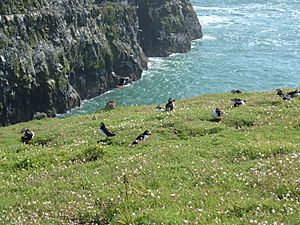 Skomer-WickLand