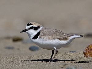 Snowy Plover Morro Strand.jpg