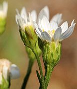 Solidago ptarmicoides 5474302 4x3 (cropped)