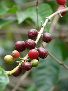 Starr 070617-7331 Coffea arabica