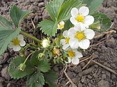 Strawberry blossom