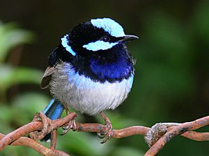 Superb blue Wren1.jpg