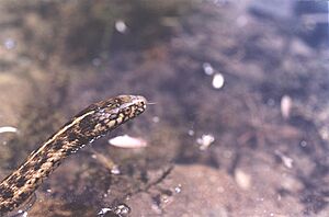 Thamnophis couchii.jpg