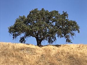 Valley oak August 2020.jpg