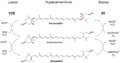 Violaxanthin cycle