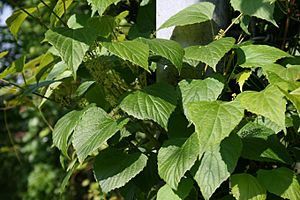 Vitis-flexuosa-habit.jpg