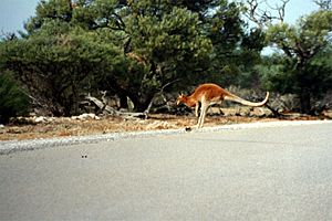 Western australia kan