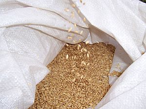 Wheat in sack