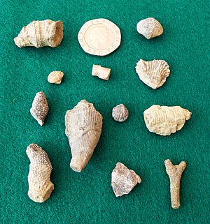 Wrens Nest Fossils 2