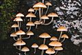 A229, Dorrigo National Park, Australia, mushrooms, 2007