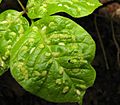 Aceria fraxini leaf galls