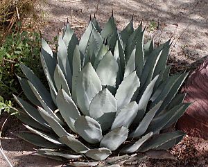 Agave palmeri.jpg