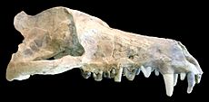 Andrewsarchus mongoliensis.jpg