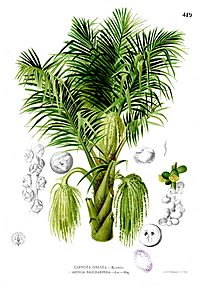 Arenga pinnata Blanco2.419