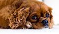 Ariel Cavalier King Charles Spaniel