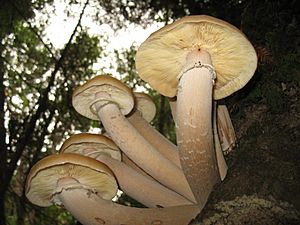 Armillaria ostoyae MO