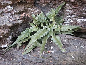 Asplenium pinnatifidum 1.JPG