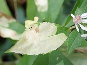 Astrotischeria astericola