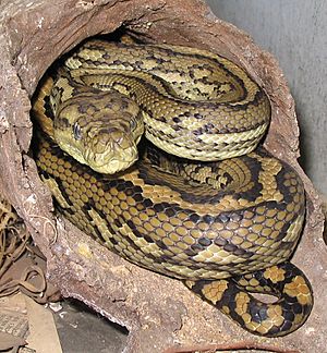 Australian-Carpet-Python.jpg