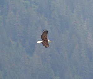 Bald Eagle Haines 2 (223206287)