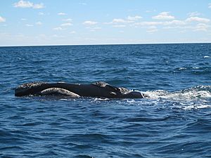 Ballenas en Península Valdès