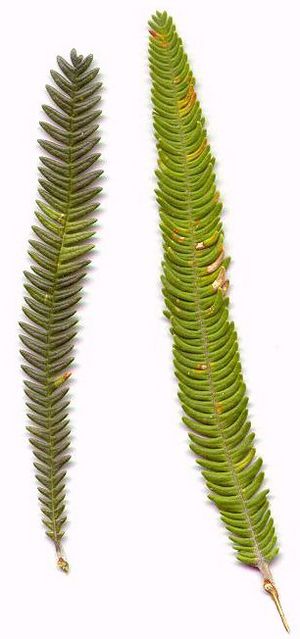 Banksia brownii leaf variations2