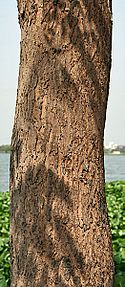 Bark I IMG 6223