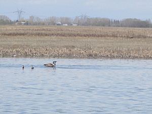 Birds at Weed Lake