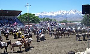 Bishop Mule Days 1