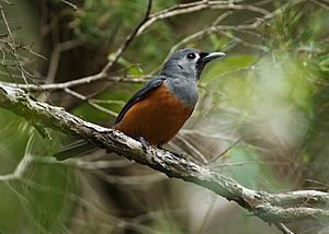 Black-faced Monarch