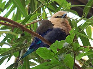 Blue-bellied Roller Coracias cyanogaster Fluffed 1500px