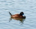 Blue-billed Duck male (1)