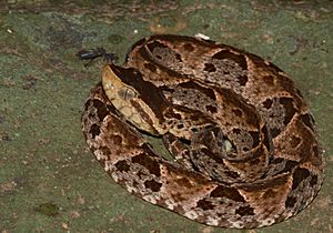 Bothrops asper (Panama) coiled