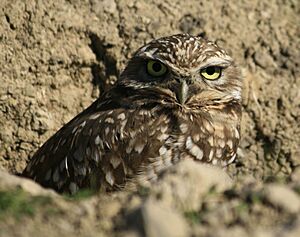 Burrowing Owl in Antioch 2009