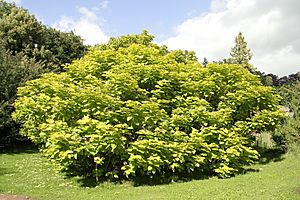 Catalpa bignonioides Aurea JPG1a