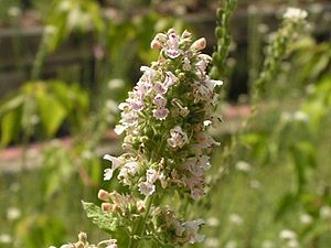 Catnip flowers.jpg