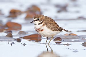 Charadrius bicinctus - Ralphs Bay