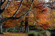 Christchurch Botanic Gardens, 2008