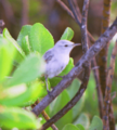 Christmas Warbler