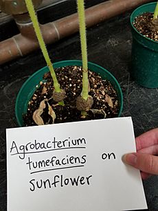 Crown Gall of Sunflower