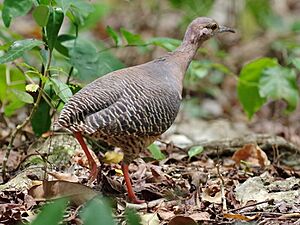 Crypturellus cinnamomeus (cropped)