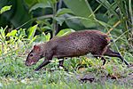 Dasyprocta punctata (Gamboa, Panama).jpg