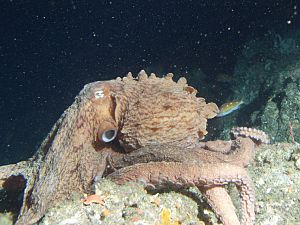 Enteroctopus dolfeini