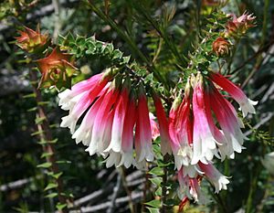 Epacris longiflora flowers
