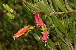 Eremophila denticulata.jpg