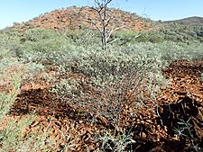 Eremophila reticulata (habit 2)